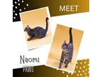 Adopt Naomi a Gray or Blue Domestic Shorthair / Mixed Breed (Medium) / Mixed