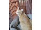 Adopt Oriane a Tan or Fawn British Shorthair (short coat) cat in Orlando