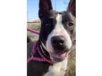 Adopt Baby Girl a Black - with White Bull Terrier / Mixed dog in West Richland