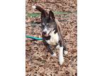 Adopt Jack a Black - with Gray or Silver Husky / Mixed dog in Bartlett