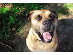 Adopt Riggs a Tan/Yellow/Fawn Bullmastiff / Mixed dog in Norwood, GA (39261842)