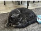 Adopt Meeko a Gray, Blue or Silver Tabby Domestic Mediumhair / Mixed (medium