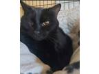 Adopt Sassafras a All Black Domestic Shorthair / Mixed Breed (Medium) / Mixed