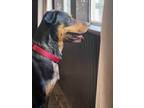 Adopt Charlie a Black - with Tan, Yellow or Fawn Australian Shepherd /