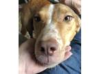Adopt Maggie a Red/Golden/Orange/Chestnut - with White Golden Retriever /