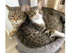 Adopt Lionel a Brown Tabby Domestic Shorthair / Mixed (short coat) cat in