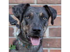 Adopt Atticus a Merle Catahoula Leopard Dog / Mixed Breed (Medium) / Mixed