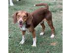 Adopt Squirrel a Brown/Chocolate - with White Beagle / Mixed dog in Baton Rouge