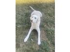 Adopt Cooper a White Poodle (Standard) / Mixed dog in Cleveland, TN (39842582)