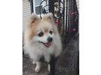 Adopt Ransom a Tan/Yellow/Fawn Pomeranian / Mixed dog in Baldwin, MD (38882849)