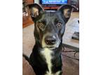 Adopt Josie a Black - with White Husky / Labrador Retriever / Mixed dog in