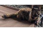 Adopt Mousey a Tortoiseshell Domestic Shorthair (short coat) cat in Chuckey
