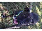 Adopt Ore a Black - with White American Staffordshire Terrier / Mixed dog in San