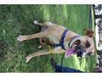 Adopt Thor a Tan/Yellow/Fawn - with Black Carolina Dog / Shepherd (Unknown Type)