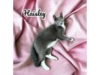 Adopt Haisley a Domestic Shorthair / Mixed (short coat) cat in Nashville