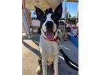 Adopt Logan a Black - with White Labrador Retriever / Border Collie / Mixed dog