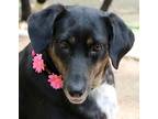 Adopt Liberty a Tricolor (Tan/Brown & Black & White) Collie / Mixed dog in