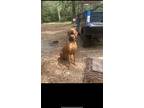 Adopt Goose a Red/Golden/Orange/Chestnut Vizsla / Mixed dog in Spartanburg