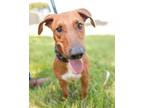 Adopt Noah a Tan/Yellow/Fawn - with White Dachshund / Mixed Breed (Small) /