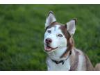 Adopt Vanessa a Red/Golden/Orange/Chestnut - with White Siberian Husky / Mixed