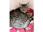 Adopt Arwen a Brown Tabby Domestic Shorthair (short coat) cat in Medina
