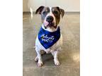 Adopt Oddis a Black American Pit Bull Terrier / Mixed Breed (Medium) / Mixed