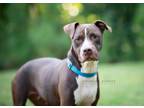 Adopt Wraith a American Pit Bull Terrier / Boxer / Mixed dog in Macon