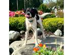 Adopt Spot a White - with Black Labrador Retriever / Pointer / Mixed dog in