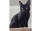Adopt Panther a All Black American Shorthair (short coat) cat in Hagerstown