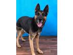 Adopt Triston a Brown/Chocolate - with Tan German Shepherd Dog / Mixed dog in