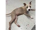 Adopt Gabby a Gray/Blue/Silver/Salt & Pepper Italian Greyhound / Whippet / Mixed