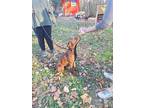 Adopt Beshae a Red/Golden/Orange/Chestnut Labrador Retriever / Boxer / Mixed dog