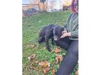 Adopt 3 Lab/boxer pups a Black - with White Labrador Retriever / Boxer / Mixed