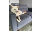 Adopt URGENT Madonna a White Shiba Inu / Jindo / Mixed dog in Van Nuys