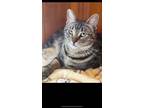 Adopt Sugar a Brown Tabby Domestic Shorthair (short coat) cat in De Leon
