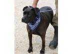 Adopt Bob a Black - with Brown, Red, Golden, Orange or Chestnut Cane Corso /