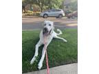Adopt Mae a White Anatolian Shepherd / Great Pyrenees / Mixed dog in Denver