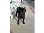 Adopt BRONX a Brown/Chocolate Cane Corso / Mixed Breed (Medium) / Mixed (short