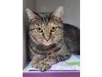 Adopt Molly (must go with Rusty) a Brown Tabby Domestic Shorthair / Mixed cat in