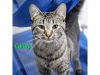 Adopt Candy a Domestic Shorthair / Mixed (short coat) cat in Lagrange