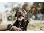 Adopt Patches a Red/Golden/Orange/Chestnut - with White American Pit Bull