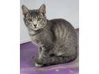 Adopt Magic Mike a Gray, Blue or Silver Tabby Domestic Shorthair (short coat)