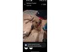 Adopt Sahara a Tan/Yellow/Fawn - with White Cairn Terrier / Mixed dog in