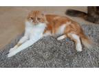 Adopt Cruise a Maine Coon cat in Annapolis, MD (39824783)
