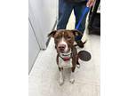 Adopt Biscuit a Brown/Chocolate American Pit Bull Terrier / Mixed Breed (Medium)