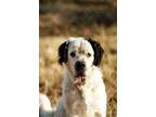 Adopt Gula (courtesy post) a White - with Black St. Bernard / Great Pyrenees /