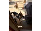 Adopt Lucy a Black - with Tan, Yellow or Fawn German Shepherd Dog / Mixed dog in