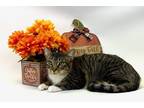Adopt Paige a Brown Tabby Tabby (short coat) cat in Kerrville, TX (39818930)