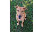 Adopt Jasmine a Red/Golden/Orange/Chestnut Labrador Retriever / Mixed dog in