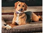 Adopt Sadie a Black - with Tan, Yellow or Fawn Foxhound / Mixed dog in Lisbon